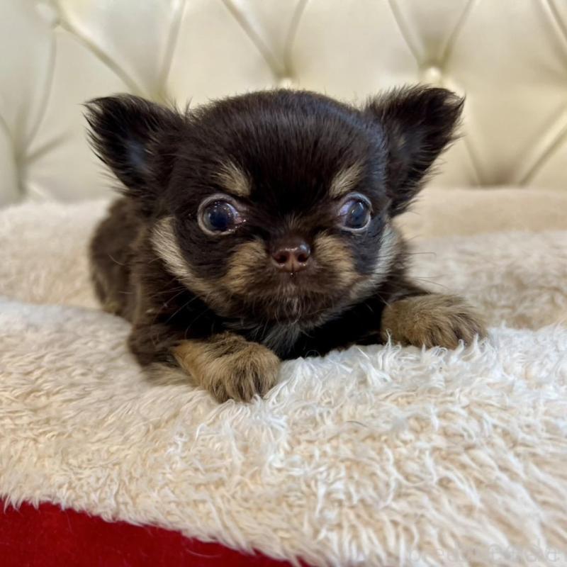 販売中の香川県のチワワ(ロングコート)-428300の13枚目