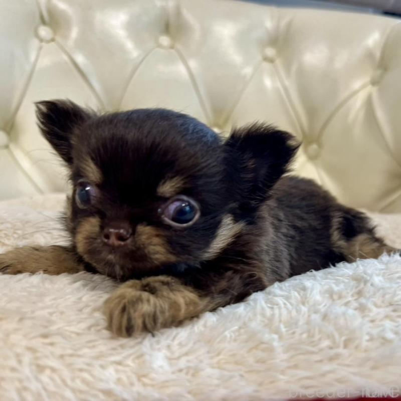 販売中の香川県のチワワ(ロングコート)-428300の12枚目