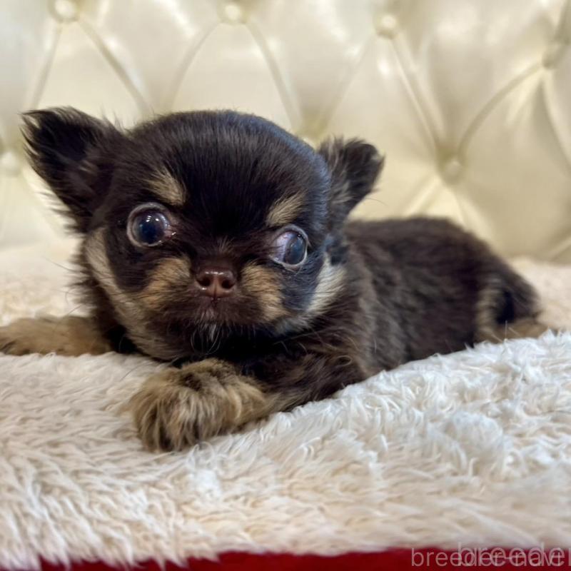 販売中の香川県のチワワ(ロングコート)-428300の11枚目