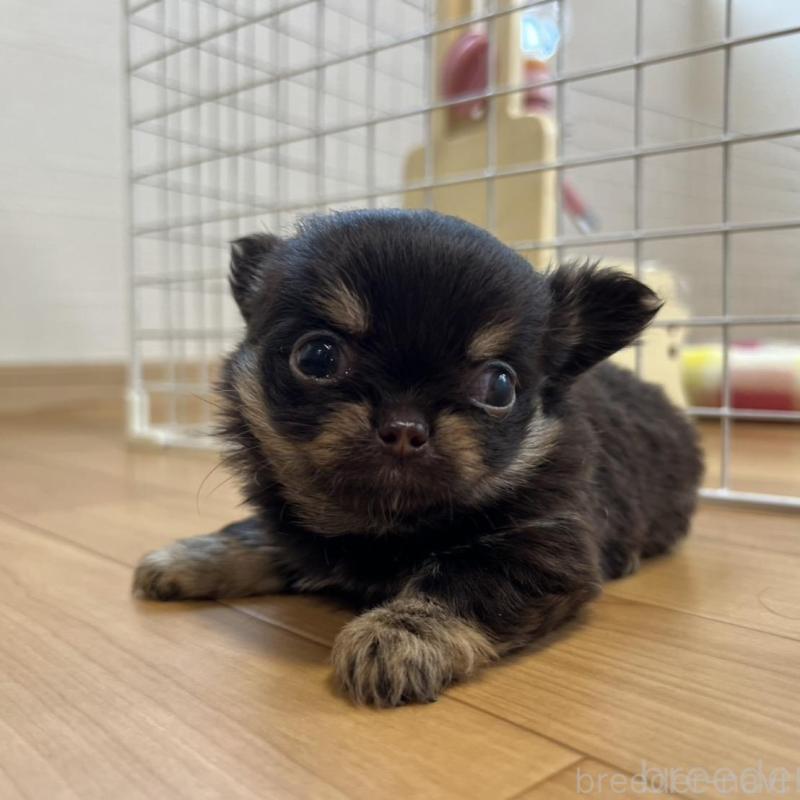 販売中の香川県のチワワ(ロングコート)-428300の9枚目