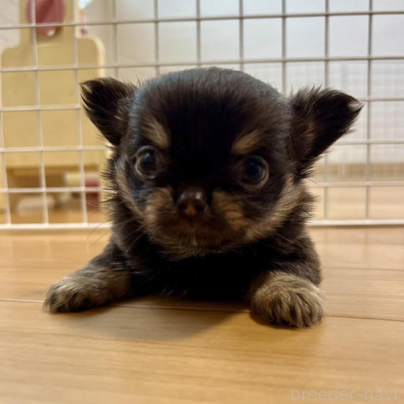 販売中の香川県のチワワ(ロングコート)-428300の8枚目