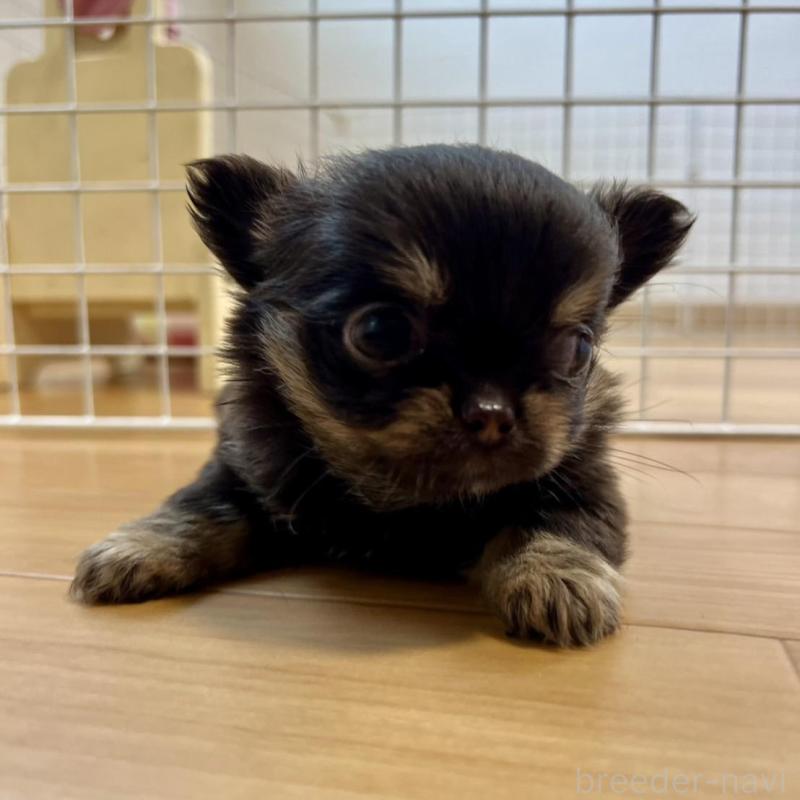 販売中の香川県のチワワ(ロングコート)-428300の6枚目