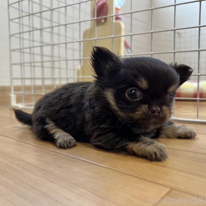 販売中の香川県のチワワ(ロングコート)-428300の4枚目