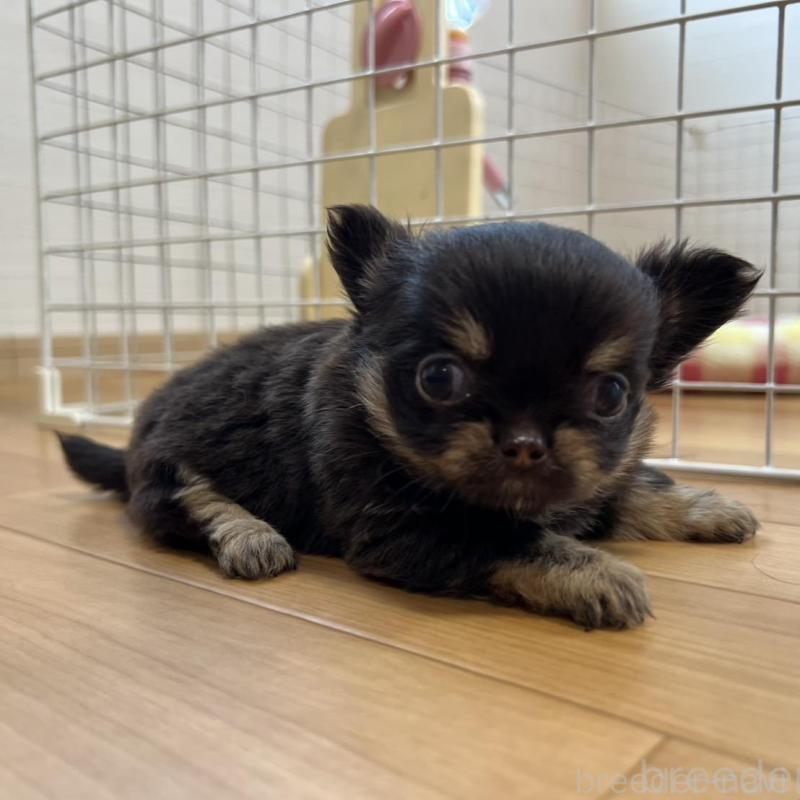 販売中の香川県のチワワ(ロングコート)-428300の3枚目