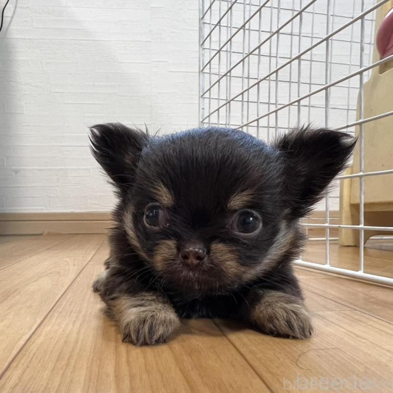 販売中の香川県のチワワ(ロングコート)-428300の2枚目