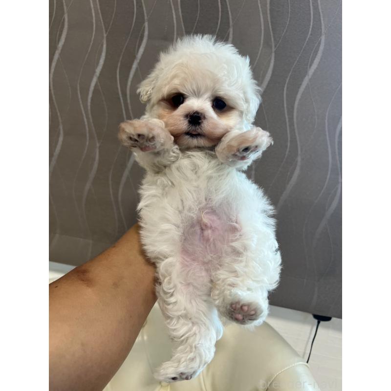 販売中の香川県のマルチーズ-428306の22枚目