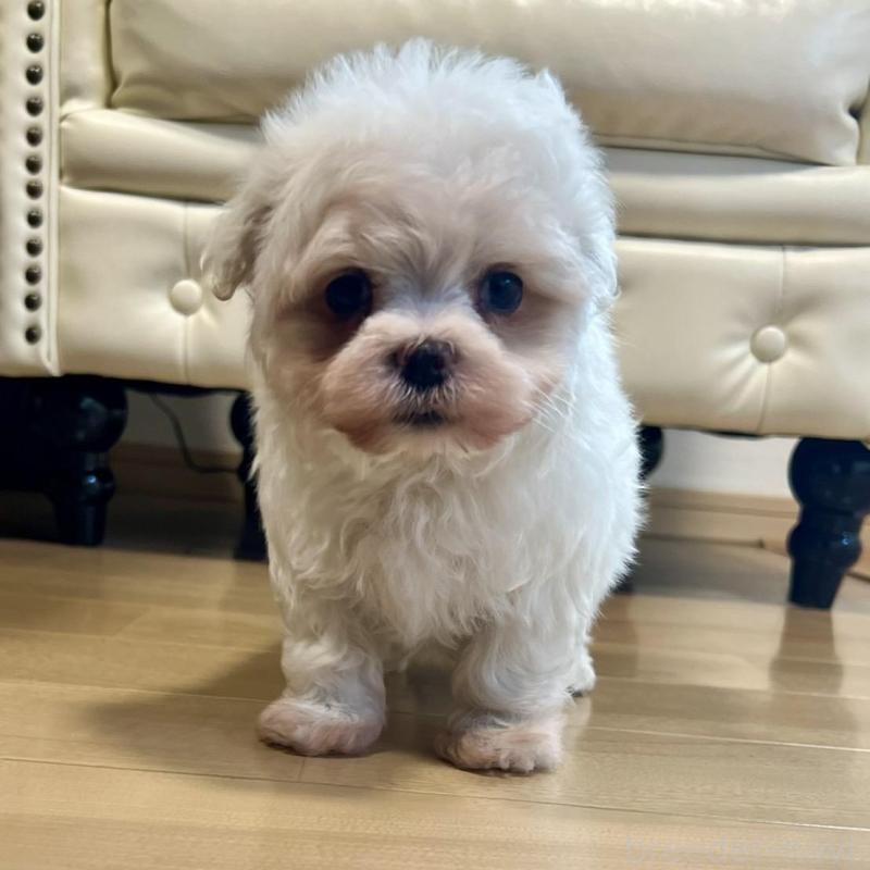 販売中の香川県のマルチーズ-428306の1枚目