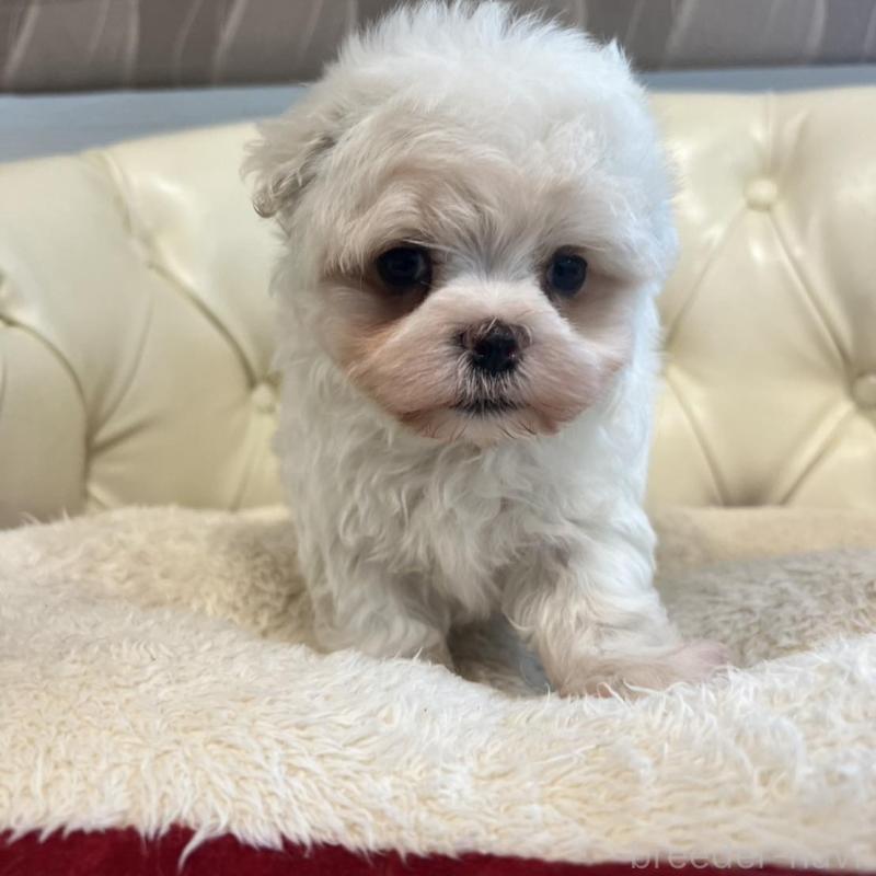 販売中の香川県のマルチーズ-428306の21枚目