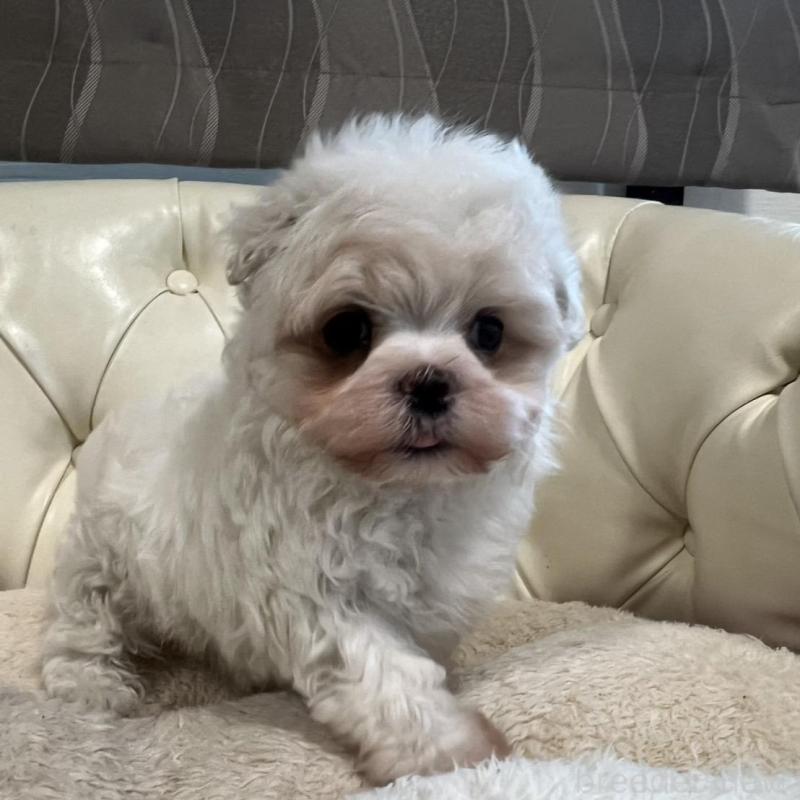 販売中の香川県のマルチーズ-428306の20枚目