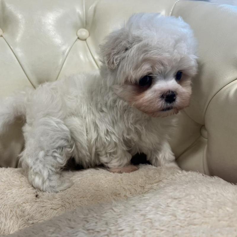 販売中の香川県のマルチーズ-428306の19枚目