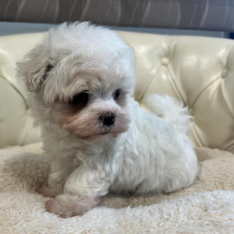 販売中の香川県のマルチーズ-428306の18枚目