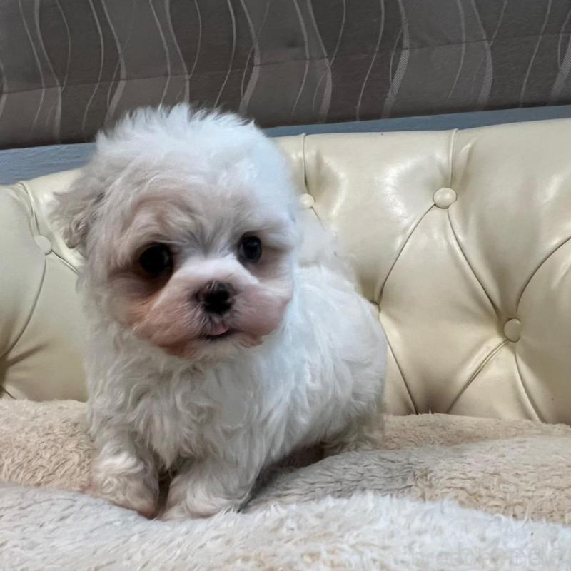 販売中の香川県のマルチーズ-428306の17枚目