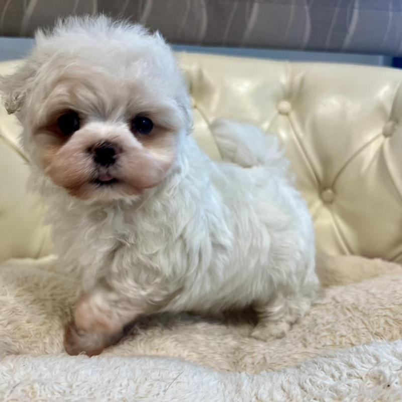 販売中の香川県のマルチーズ-428306の16枚目