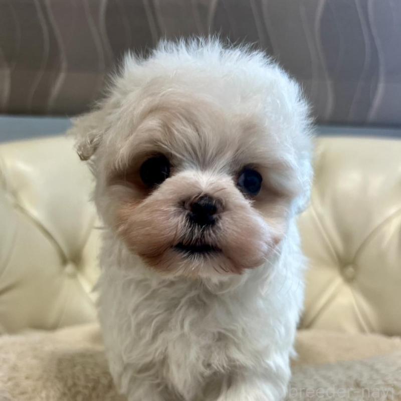 販売中の香川県のマルチーズ-428306の15枚目