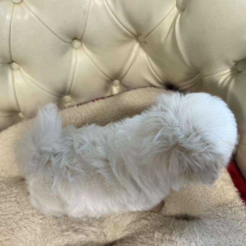 販売中の香川県のマルチーズ-428306の14枚目