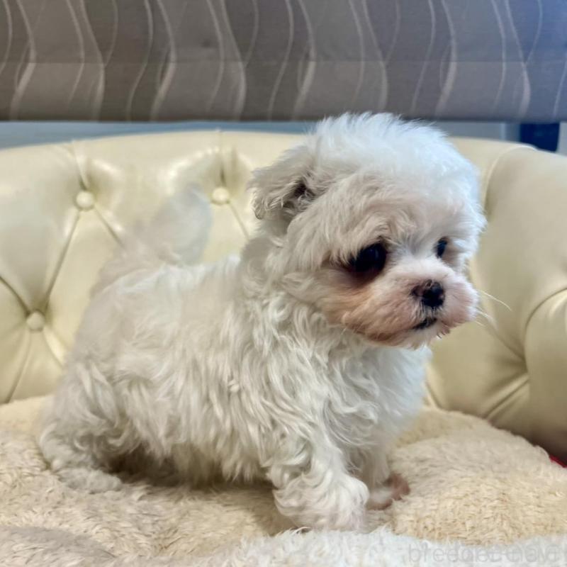 販売中の香川県のマルチーズ-428306の13枚目