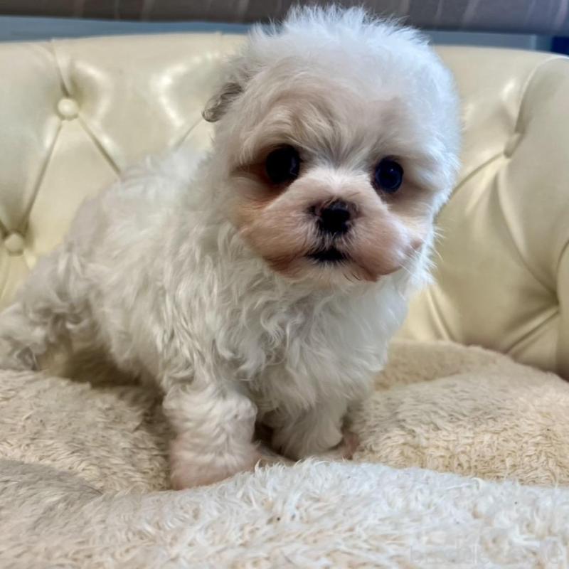 販売中の香川県のマルチーズ-428306の12枚目