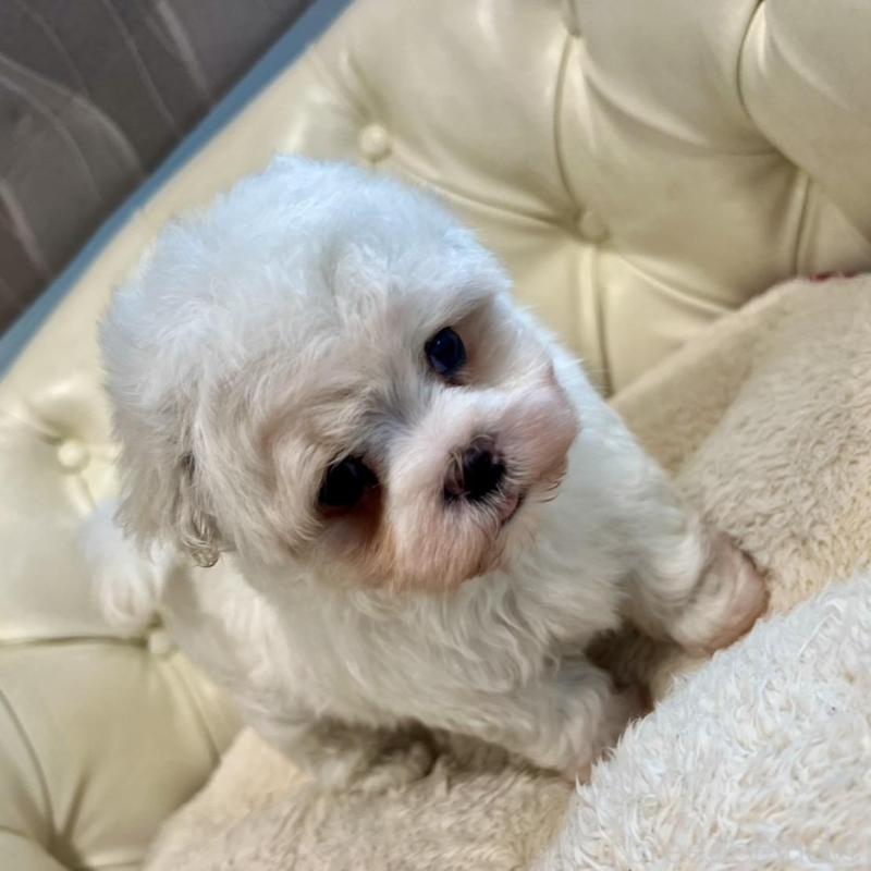 販売中の香川県のマルチーズ-428306の10枚目