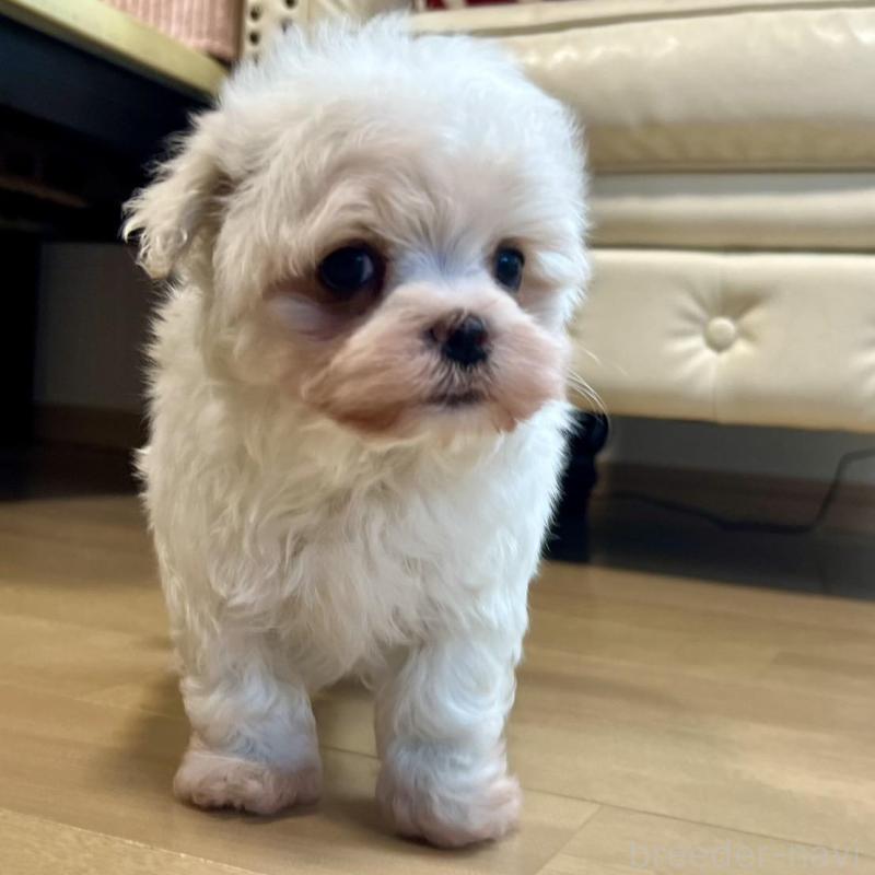 販売中の香川県のマルチーズ-428306の9枚目