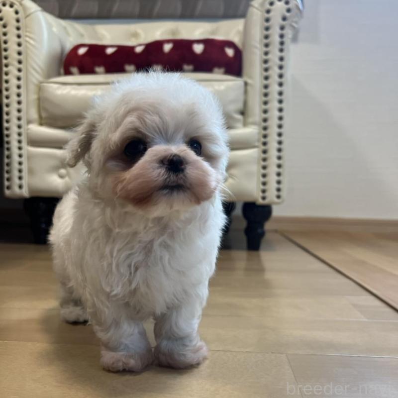 販売中の香川県のマルチーズ-428306の7枚目