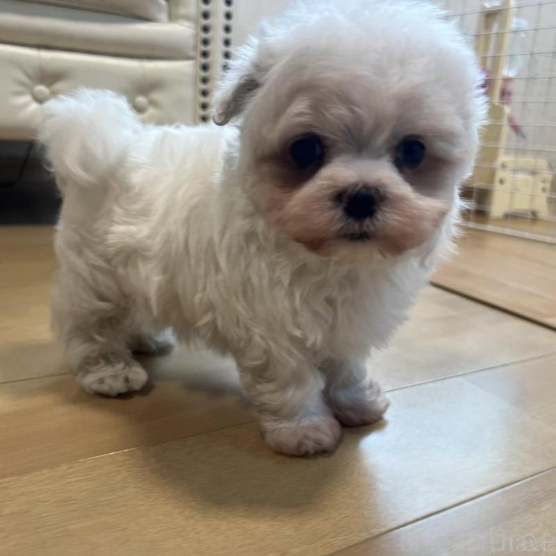 販売中の香川県のマルチーズ-428306の6枚目