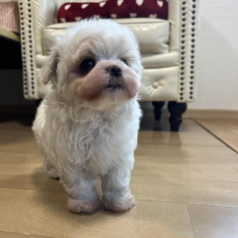 販売中の香川県のマルチーズ-428306の5枚目