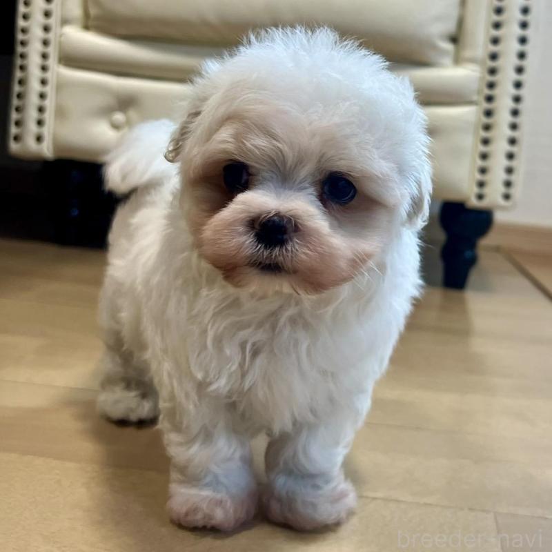 販売中の香川県のマルチーズ-428306の4枚目