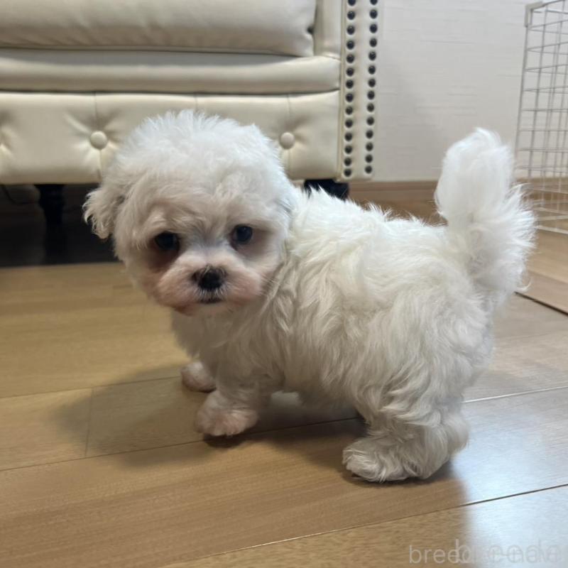 販売中の香川県のマルチーズ-428306の3枚目