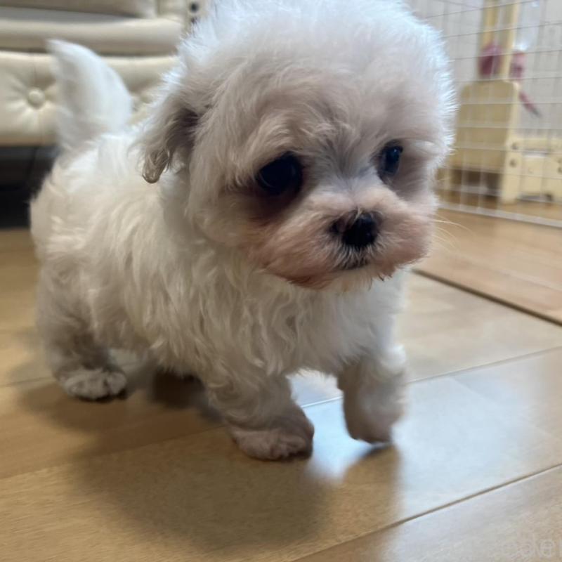 販売中の香川県のマルチーズ-428306の2枚目