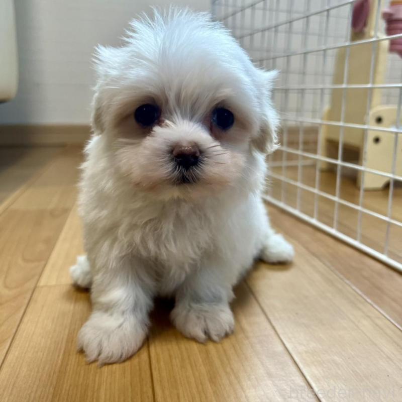 販売中の香川県のマルチーズ-428307