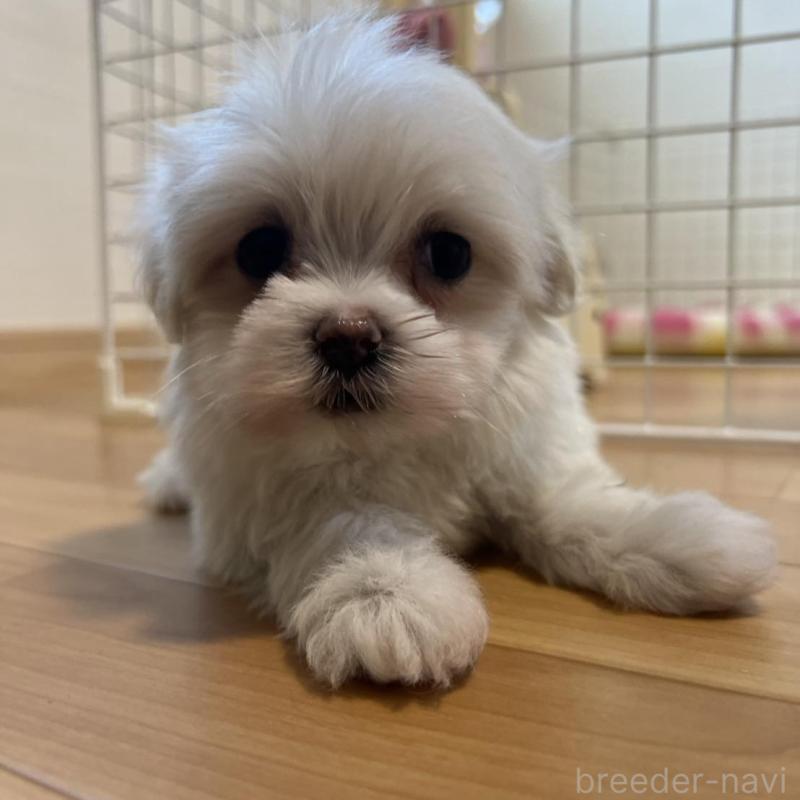 販売中の香川県のマルチーズ-428307の15枚目