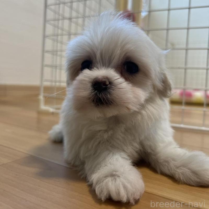 販売中の香川県のマルチーズ-428307の14枚目