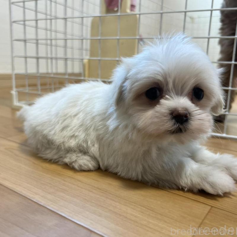 販売中の香川県のマルチーズ-428307の12枚目