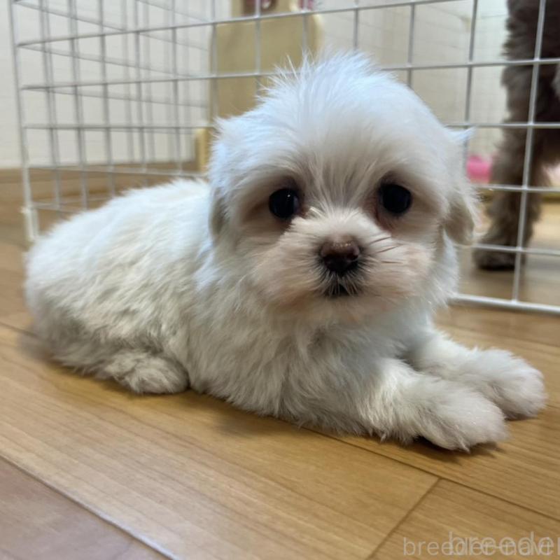 販売中の香川県のマルチーズ-428307の10枚目