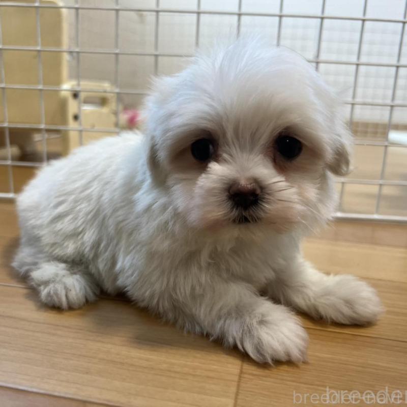 販売中の香川県のマルチーズ-428307の7枚目