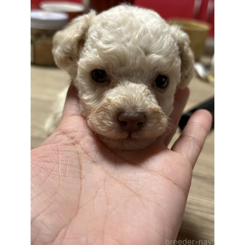 販売中の高知県のタイニープードル-428308の3枚目