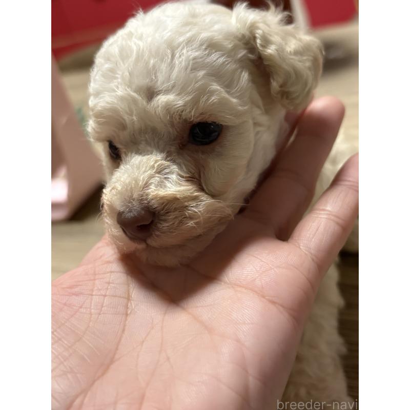 販売中の高知県のタイニープードル-428308の2枚目