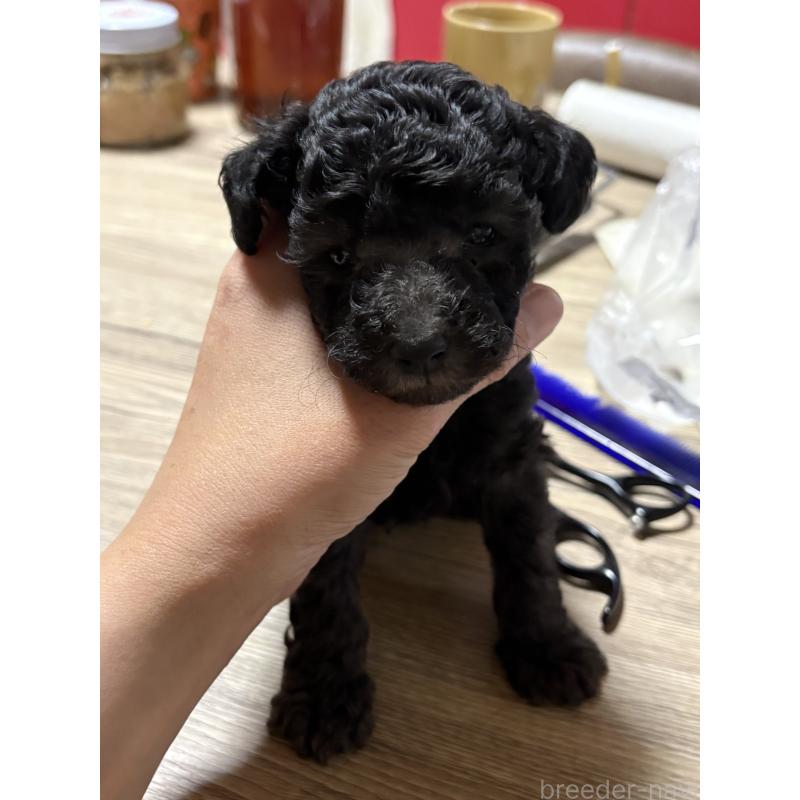 販売中の高知県のタイニープードル-428309の3枚目