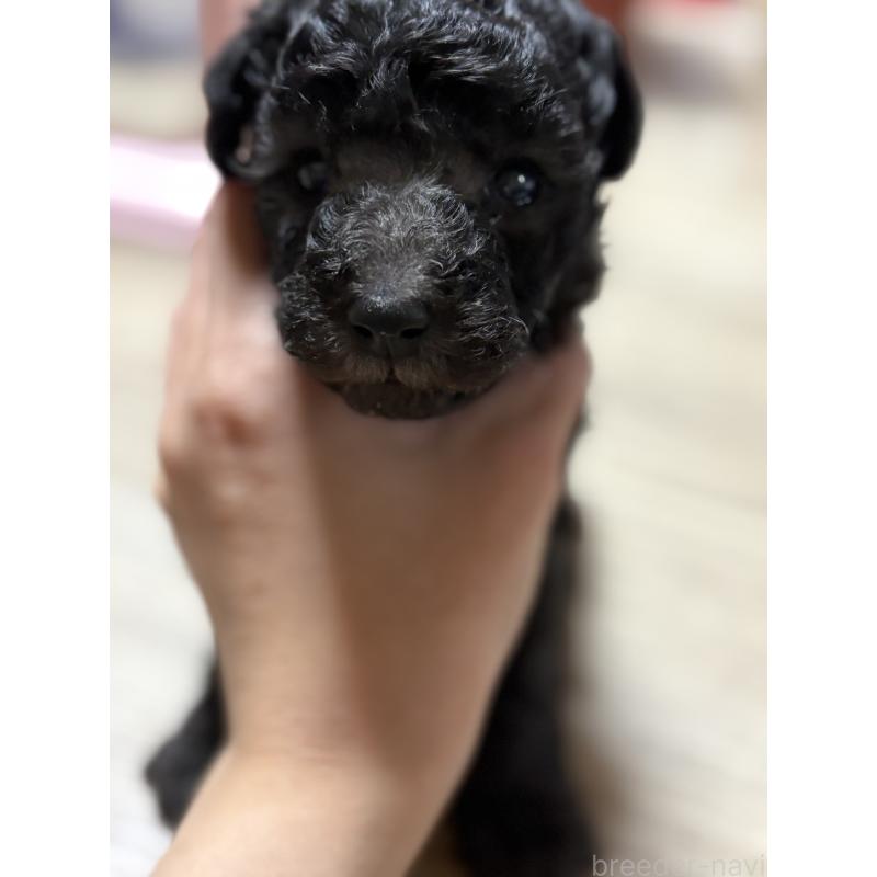 販売中の高知県のタイニープードル-428309の2枚目