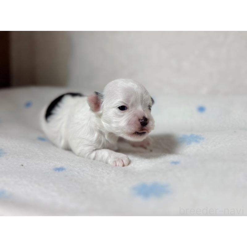 販売中の東京都のチワマル:チワワ×マルチーズ-428310の7枚目