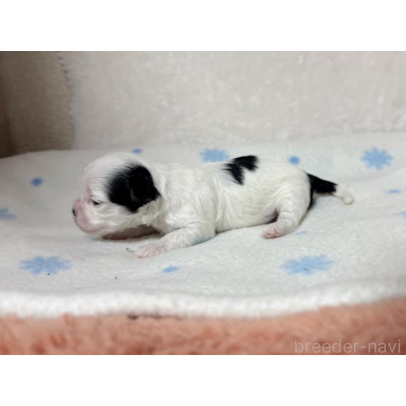 販売中の東京都のチワマル:チワワ×マルチーズ-428310の6枚目