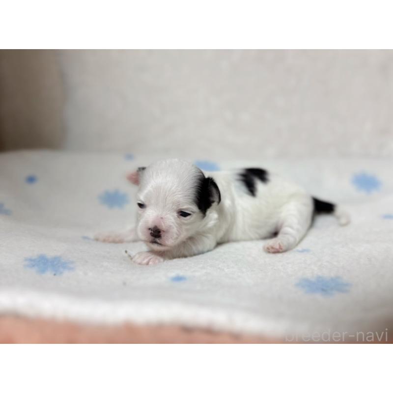 販売中の東京都のチワマル:チワワ×マルチーズ-428310の5枚目