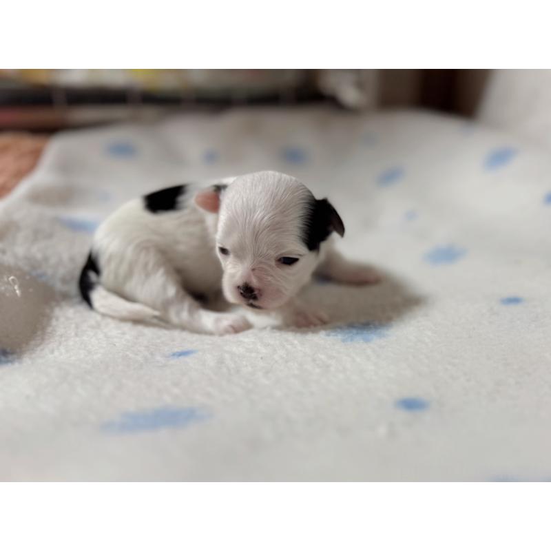 販売中の東京都のチワマル:チワワ×マルチーズ-428310の4枚目