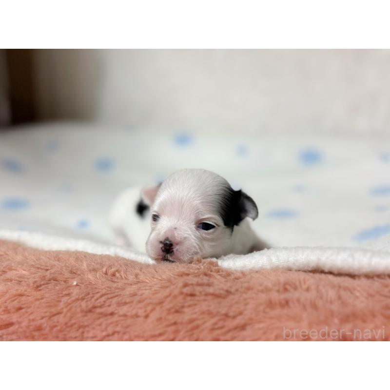 販売中の東京都のチワマル:チワワ×マルチーズ-428310の1枚目