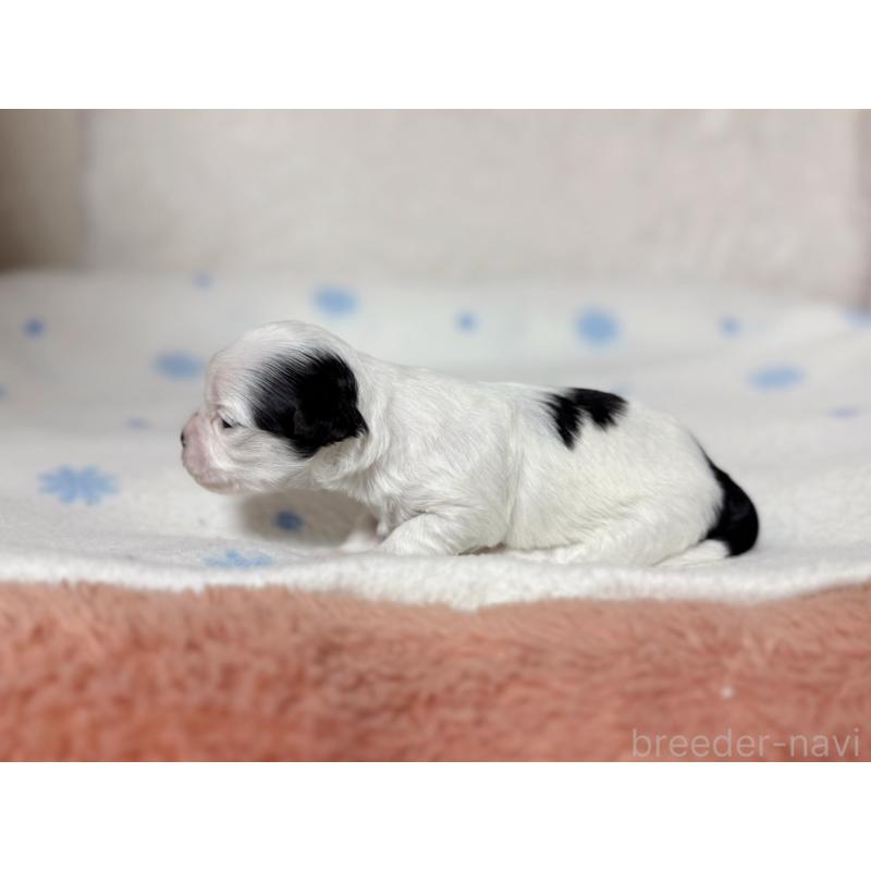 販売中の東京都のチワマル:チワワ×マルチーズ-428310の3枚目