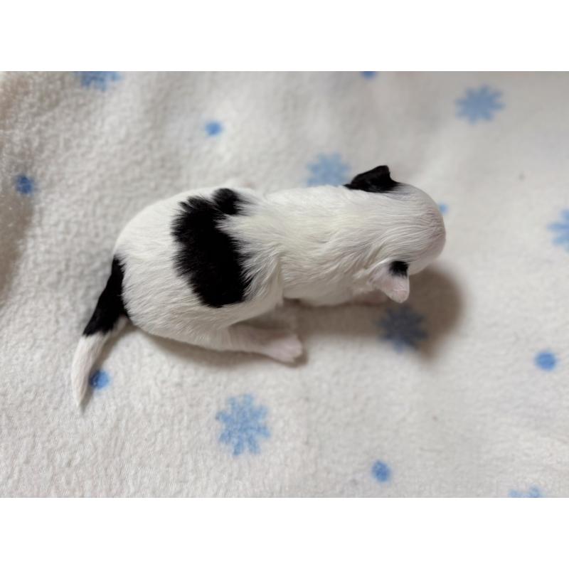 販売中の東京都のチワマル:チワワ×マルチーズ-428310の2枚目