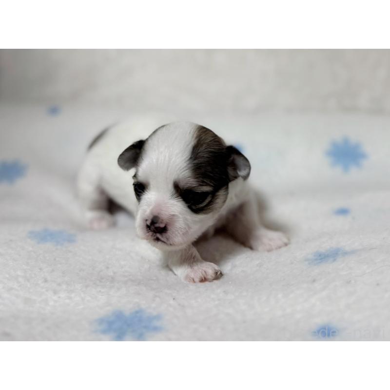 販売中の東京都のチワマル:チワワ×マルチーズ-428311の5枚目