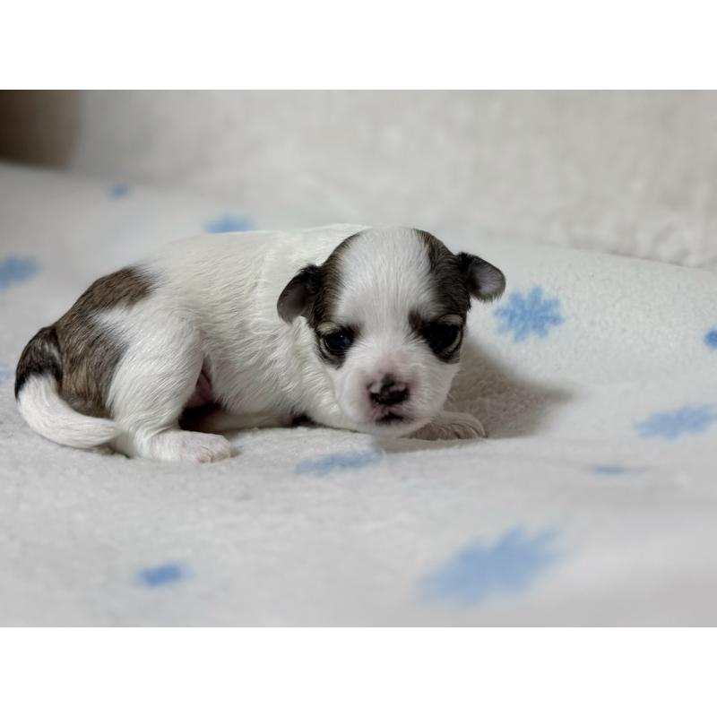 販売中の東京都のチワマル:チワワ×マルチーズ-428311