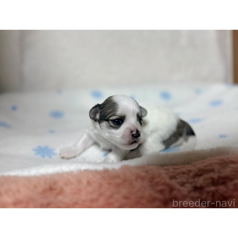 販売中の東京都のチワマル:チワワ×マルチーズ-428311の4枚目