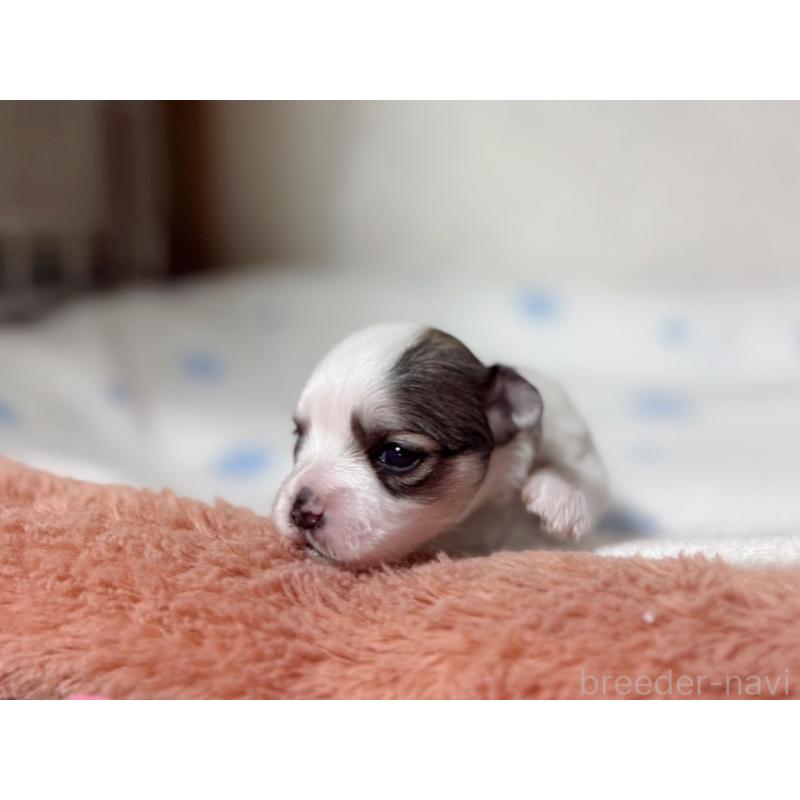 販売中の東京都のチワマル:チワワ×マルチーズ-428311の3枚目